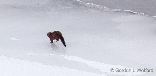 Animal On Ice_DSCF5805.jpg - Photographed along the Rideau Canal Waterway at Smiths Falls, Ontario, Canada.